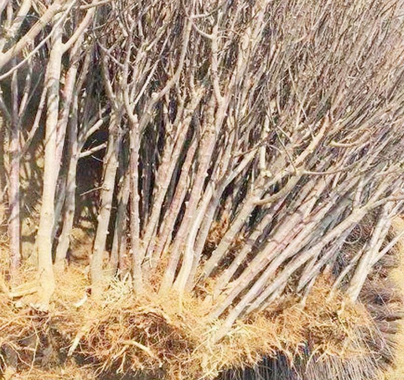 �ɹ����� �����Ҹ�����_�O(p��ng)���L(zh��ng)����һ̖(h��o)_�����O(p��ng)����(sh��)_�Ϸ��O(p��ng)����(sh��) �W(w��ng)վ�O(sh��)Ӌ(j��)��ͬ